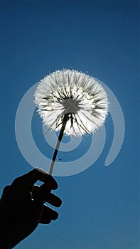 Sunny dandelion in the sky