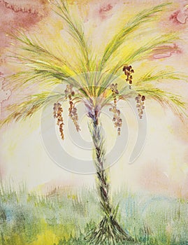 Sunny dates palm tree.