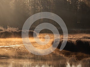 Sunny dawn on a foggy swamp. Evening sun rays on the dry grass growing in the swamp