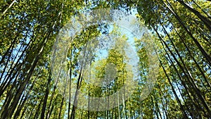 Sunny day in arashiyama bamboo grove, kyoto, japan