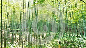 Sunny day in arashiyama bamboo grove, kyoto, japan