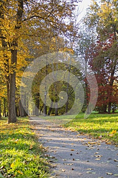 Sunny day in autumn forest. Picturesque landscape.