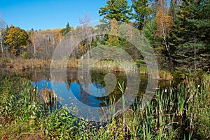 Sunny day in autumn forest, Wisconsin, USA