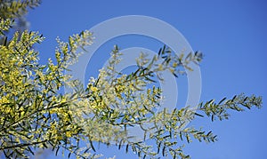 Sunny day background Australian wattle