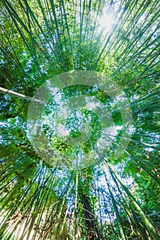 in a sunny day in a bamboo forest