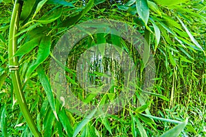 in a sunny day in a bamboo forest