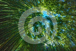 in a sunny day in a bamboo forest