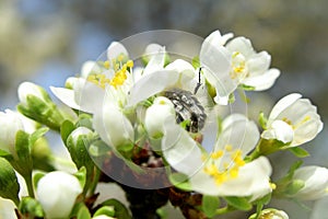 On a sunny day the bee drinks nectar