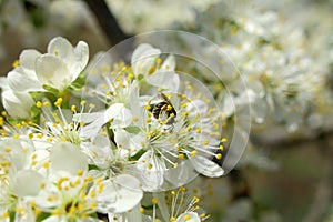 On a sunny day the bee drinks nectar