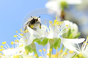 On a sunny day the bee drinks nectar