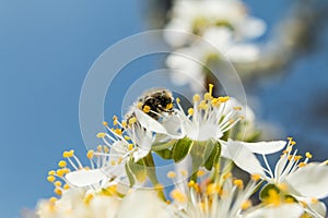 On a sunny day the bee drinks nectar