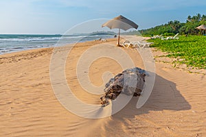 Sunny day at Bentota beach at Sri Lanka