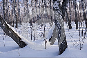 Sunny day in a birch forest
