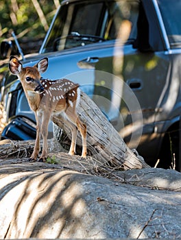 Sunny day Blacktail Fawn alerting photo