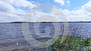 A sunny day and a blue sky with clouds over the lake. There is a forest on the far shore. There are reeds growing in the water. Th