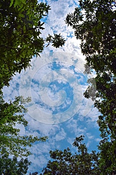 Sunny day blue sky with scattered white partly clouds with the frame of forest tree branches and leaves