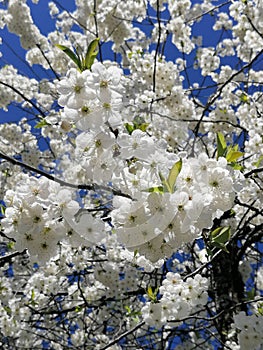 Sunny day with blue sky and white cherry blossoms