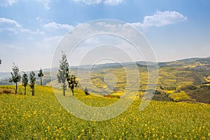 Sunny day with canola fields blooming yellow in Yunnan