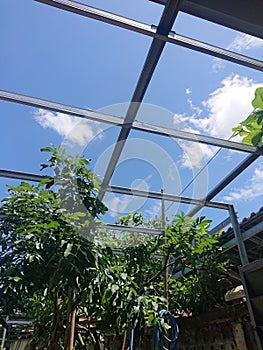 Sunny day cloud Fruit plants