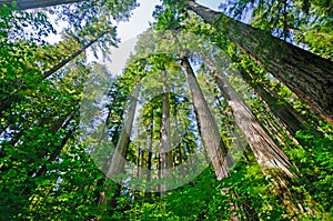 Sunny day in the Coastal Redwoods photo