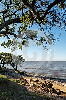 Sunny day in the Costanera Sur Ecological Reserve in Buenos Aires, capital of the Argentine Republic in 2023 photo