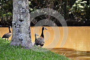 In sunny day Dendrocygna viduata ducks on lakeside