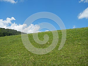 Sunny Day in a field amidst a blue sky