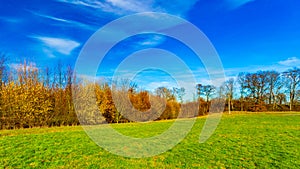 Sunny day in the field with green grass and autumn trees in the background