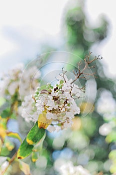 Sunny Day Flower Fields