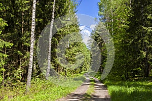 Sunny day in the forest.