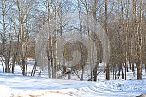 Sunny day in the forest in early spring, melting snow, beautiful shadows and sunlight, winter landscape of a birch forest