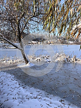 Sunny day. Frozen river, snow tree and fallen leaves