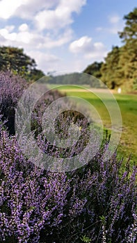 Sunny day at a golfcourse