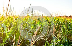 Sunny day on green corn field growing up.