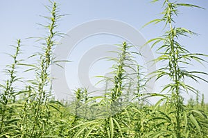 Sunny day on the industrial hemp field