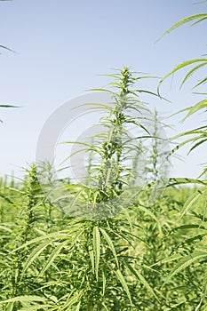 Sunny day on the industrial hemp field photo