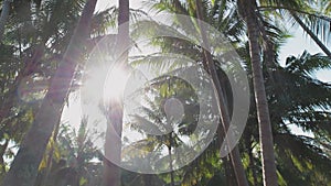 Sunny day in the jungle. A tropical forest. Bottom view on the crowns of lush palm trees and tropical trees. Blue sky with white