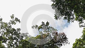 Sunny day in the jungle. A tropical forest. Bottom view on the crowns of lush palm trees and tropical trees. Blue sky with white