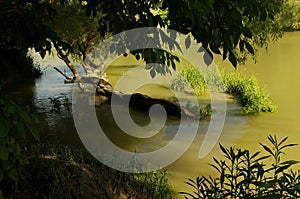 Sunny day by the lake or river. Water with wood and surrounding bushes. Nature and envinomental concept,protect nature.Danuberiver