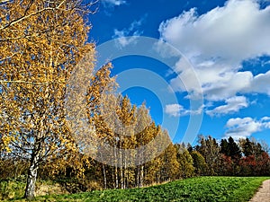 Sunny day landscape with yellow golden colored birches under clear blue sky with white clouds