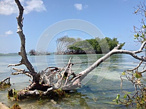 Sunny day in mangrove beach