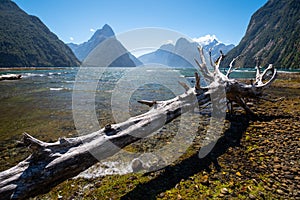 Sunny day in Milford Sound, Fiordland, New Zealand