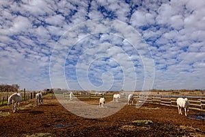 Sunny day. Nice white horse feeding on hay with three horses in background, dark blue sky with clouds, Camargue, France