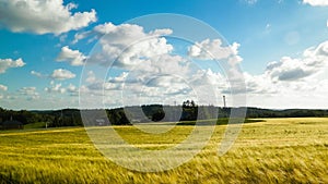 Sunny day over the golden field