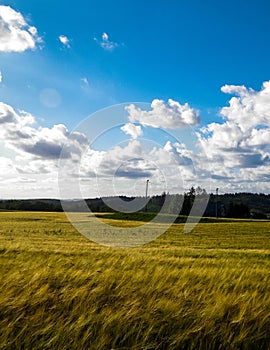 Sunny day over the golden field