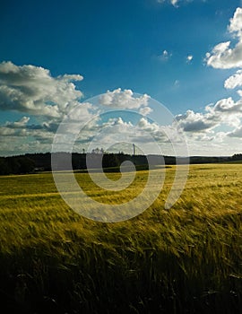 Sunny day over the golden field