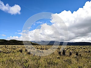 Sunny day in a paramo. Endangered biome with biodiversity with frailejon plants photo