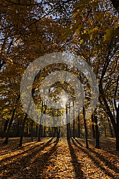 sunny day in the park during the autumn leaf fall