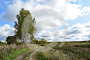 Sunny day picturesque wide field winding road, forest blue sky white clouds green