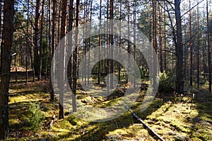 Sunny day in a pine forest, long shadows from pines
